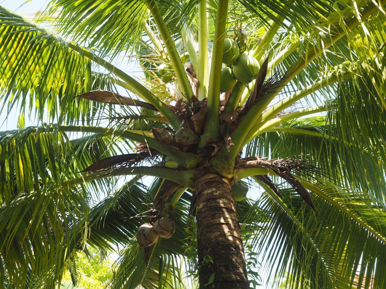 Coconut Bungalow Nai Yang Bagian luar foto